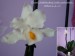 První květ orchidej na drátkách.